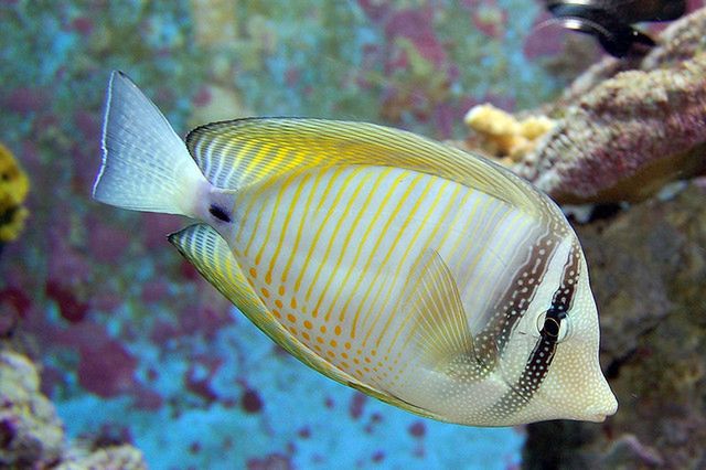 Dobrym wyborem dla alergika może być żółw lub rybki