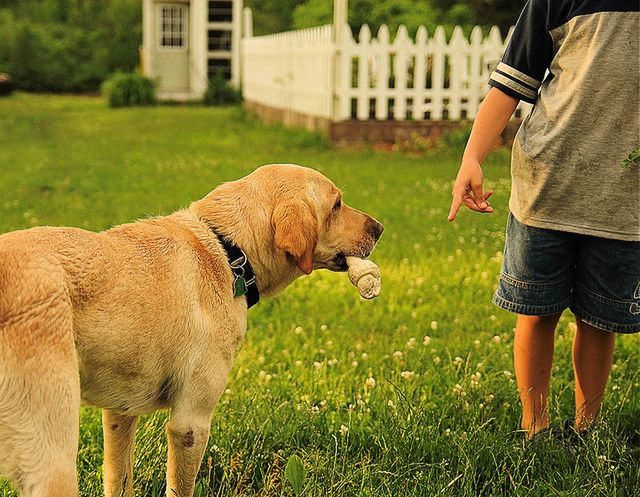Jeśli masz alergię, jak najczęściej baw się z psem i wyczesuj go na zewnątrz