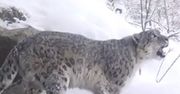 Pakistan. Rzadkie nagranie lamparta śnieżnego