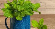 Mięta w kuchni i domowej apteczce