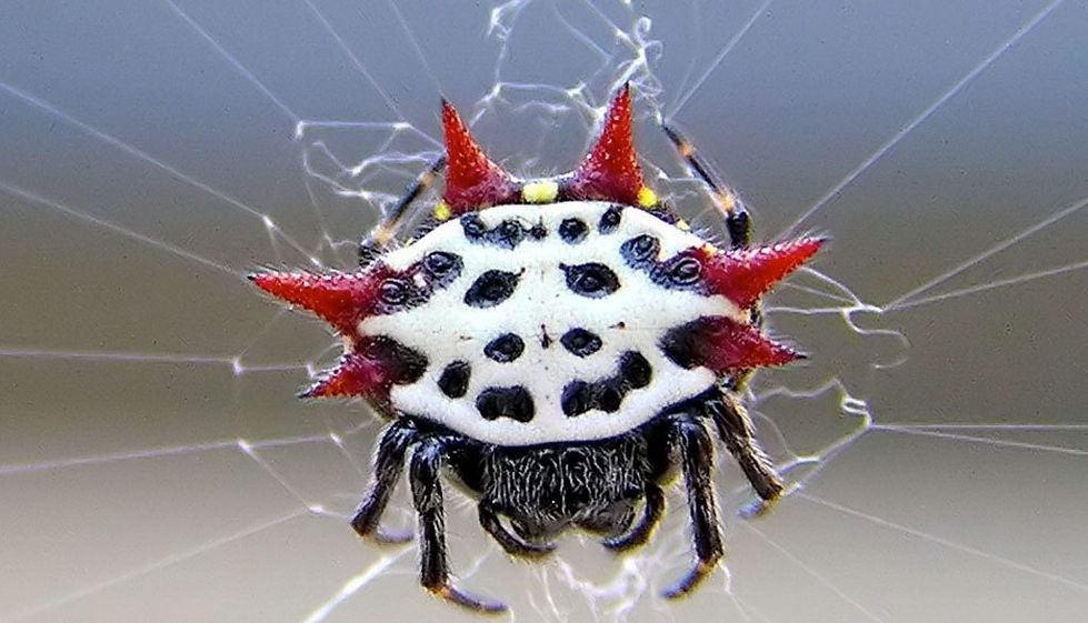 Niezwykłe pająki. Według naukowców nie powinny istnieć
