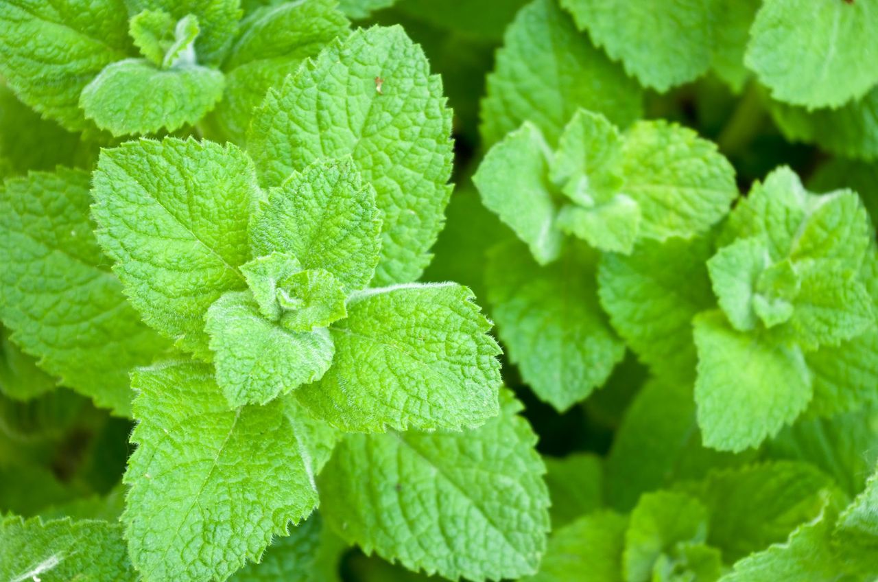 Do czego wykorzystać świeżą miętę. 5 pomysłów na aromatyczne dania
