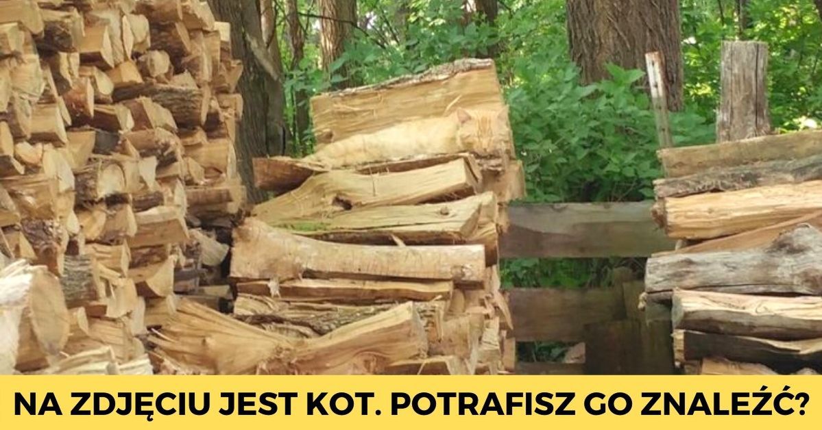 10 mistrzów kamuflażu ze świata zwierząt. Dostrzeżesz ukryte stworzenia?