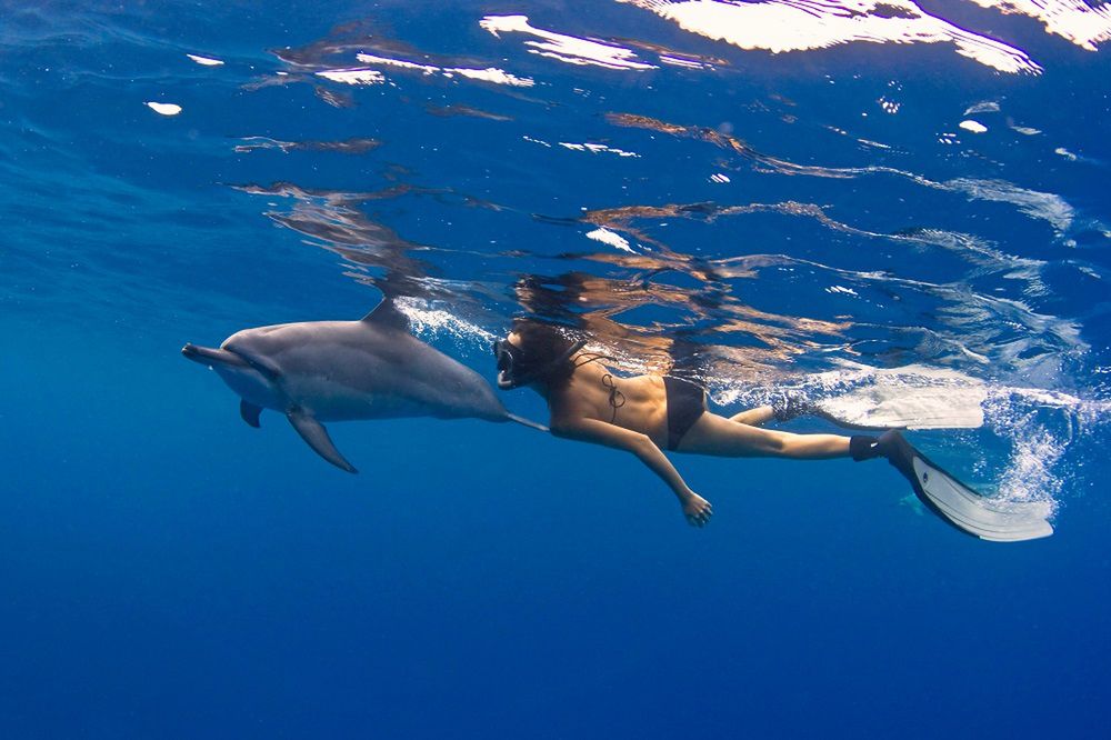 Delfiny zagrożone zbyt wielką miłością ludzi. Ogłoszono zakaz