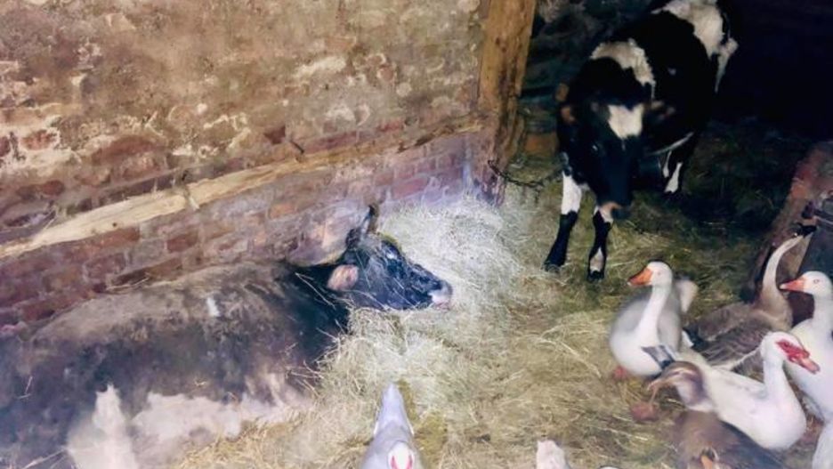 Przy padłej matce stała jałówka