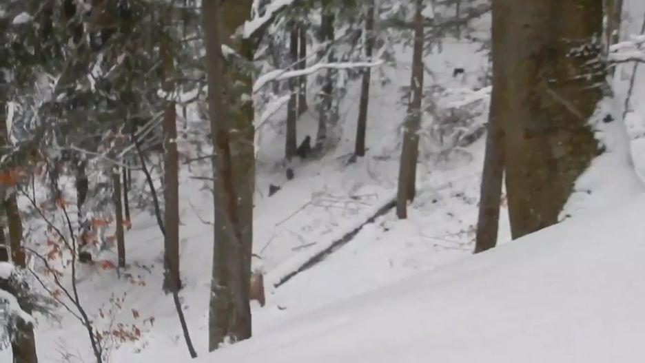 Leśniczy nagrał atak wilczej watahy na rodzinę niedźwiedzi.