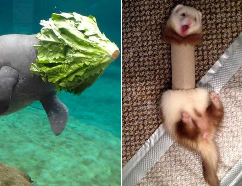 Ich porażki rozbawią cię do łez