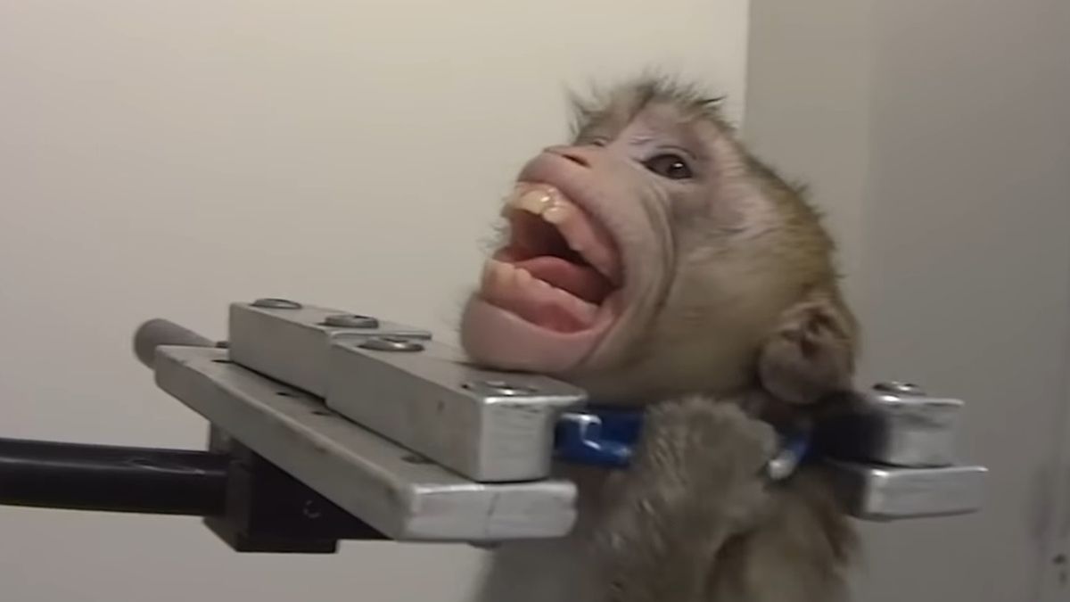 testy na zwierzętach niemcy