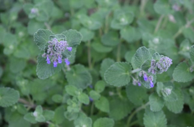 Naturalne sposoby na kleszcze - kocimiętka, fot. Adobe Stock