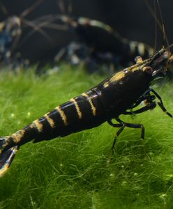 "Te krewetki pływają w wodzie, a nie w panierce"