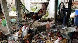 Ptasi targ w Wietnamie