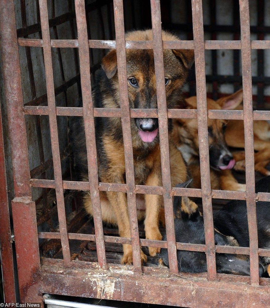 Wojna o zakaz jedzenia psów. Ludzie w Hanoi podnoszą bunt
