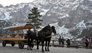 Wypadek konia na trasie do Morskiego Oka. Wstrząsające zachowanie woźnicy