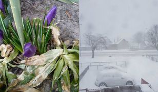 To ostatni atak zimy w tym roku. Internauci podesłali nam zdjęcia
