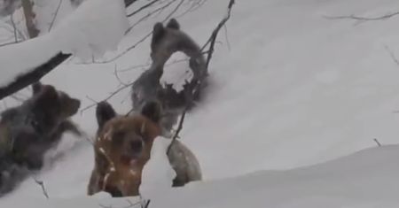 Niedźwiedzica z młodymi szła prosto na leśniczego, krzyknął "Nie!". Oto, co się stało