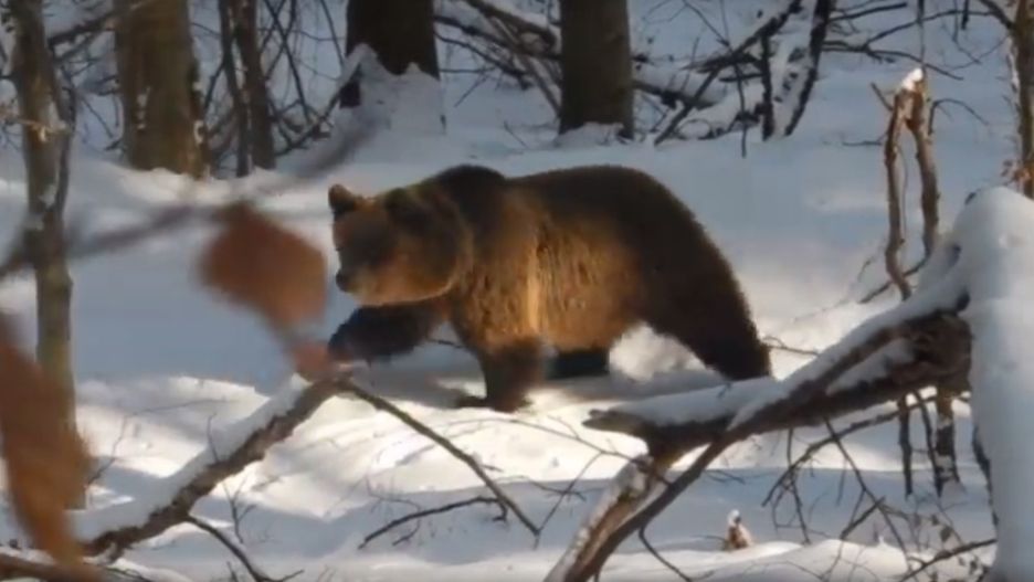 Niedźwiedź w Bieszczadach