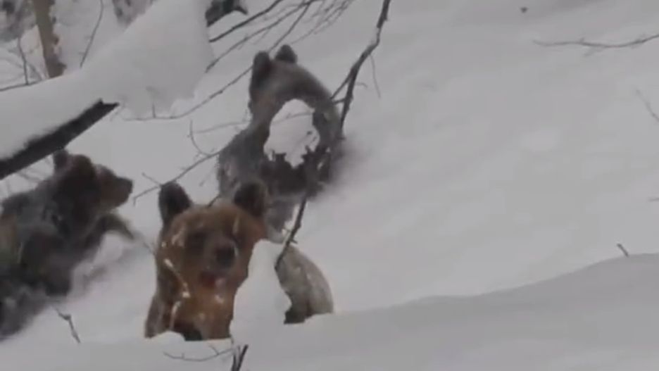 Niedźwiedzie w bieszczadzkim lesie 