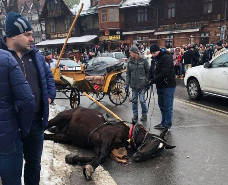 Koń padł z wycieńczenia.