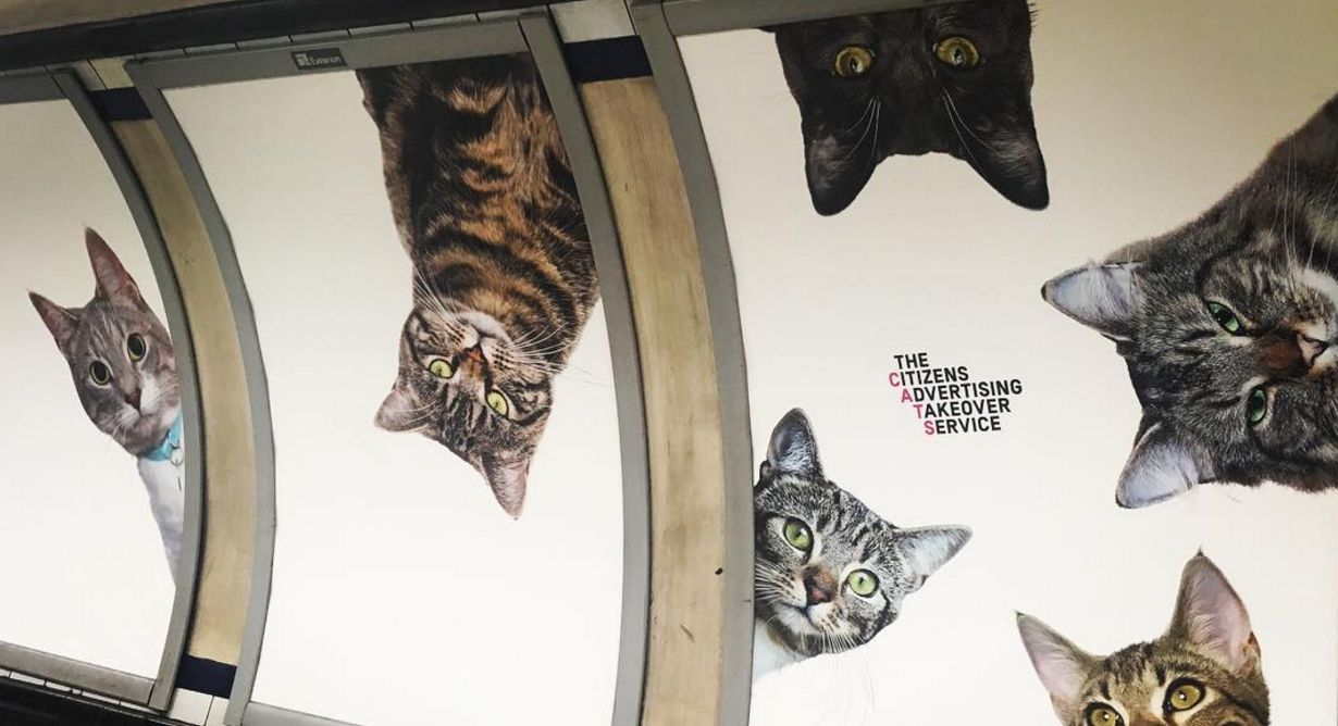 Koty przejęły londyńskie metro. Nie zgadniesz, dlaczego