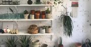 Moda na rośliny. Nie da się bez nich żyć?