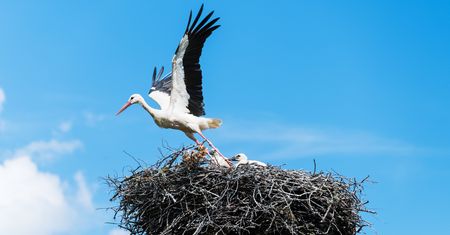 Które ptaki opuszczają nas na zimę? To nie tylko bociany...