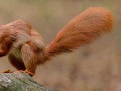 Rozpoznasz gryzonie po ogonach? To nie jest łatwy quiz