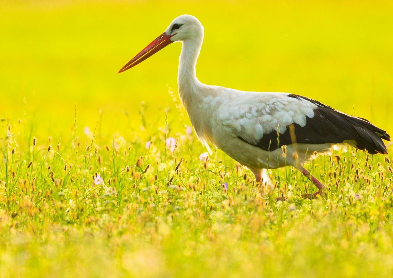 Co wiesz o naszych polskich bocianach?