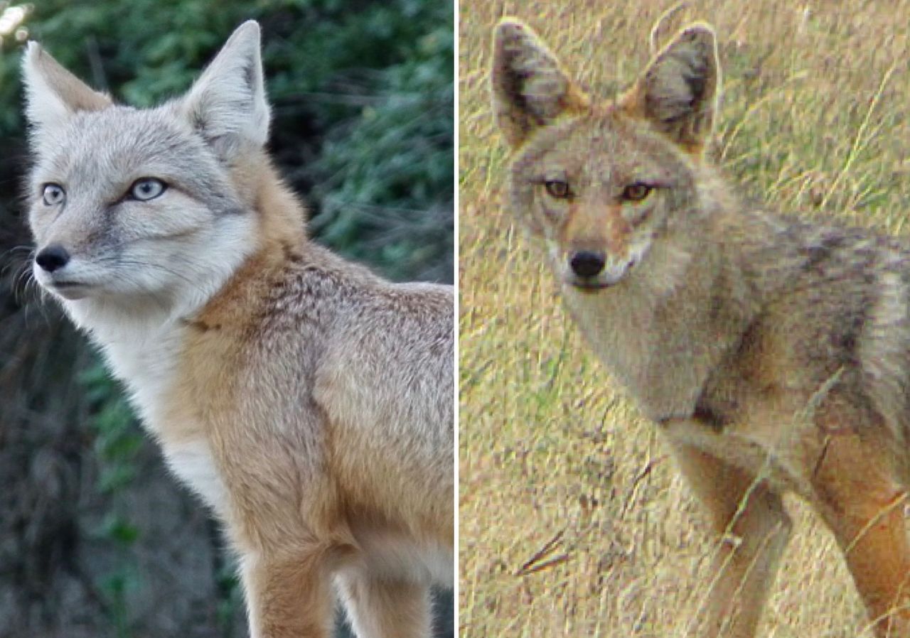 Potrafisz odróżnić lisa od szakala? A pszczołę od osy? 