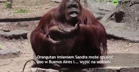 Precedens w Argentynie. Orangutan może opuścić zoo