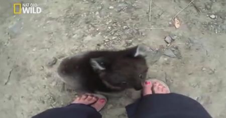 Groźne spotkanie z misiem koala