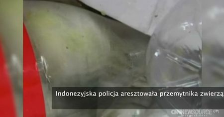 Wpadł przemytnik-sadysta