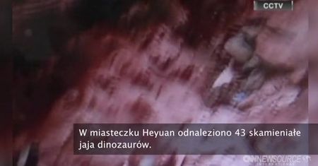 Odnaleziono 43 skamieniałe jaja dinozaurów. Mają 90 milionów lat