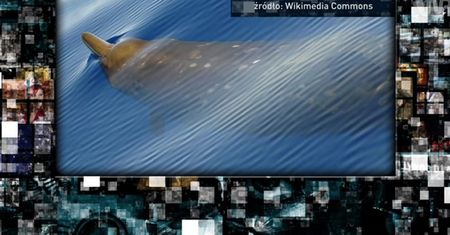 Unikalne sygnały echolokacyjne u wybrzeży Antarktydy[Pixel]