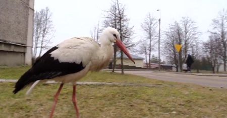 Bocian je z ręki i przechadza się po mieście