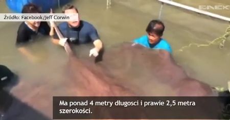 Gigantyczna płaszczka słodkowodna