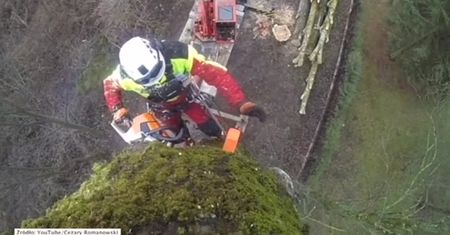 Jak wygląda ścinanie ulicznych drzew?