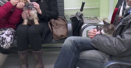 Jak wybrać odpowiednie zwierzę dla dziecka?