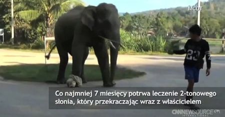 Słoń wszedł na minę w Tajlandii