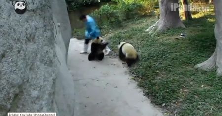 Chińskie pandy grają w berka!