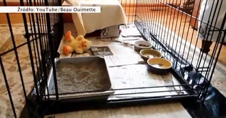 Ranny lisek rozkochał w sobie opiekunów