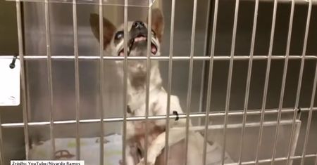 Niewidoma chihuahua nie traci pogody ducha!