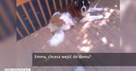 Najbardziej leniwy bernardyn na świecie