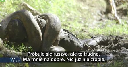 Człowiek wchodzi do wnętrza anakondy