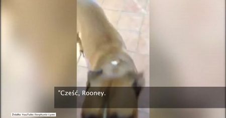 Gryzie wszystko, co spotyka na drodze