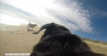 Psi dzień na plaży