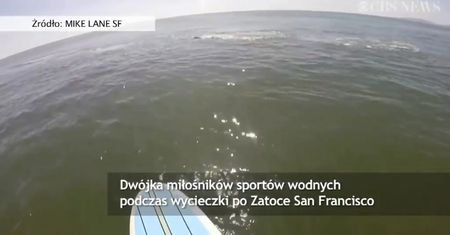 Bliskie spotkanie z wielorybami