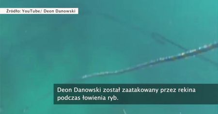 Oko w oko z żarłocznym rekinem