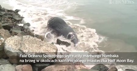 Wieloryb wyrzucony na brzeg w Kalifornii