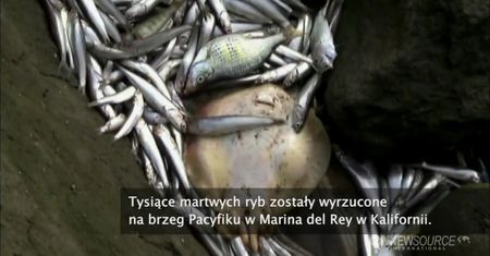 Tysiące martwych ryb u wybrzeży Pacyfiku