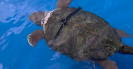 Żółw już wie, kto wygra mecz otwarcia